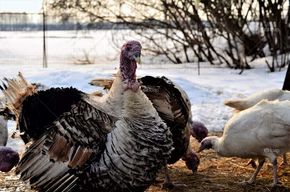 Turkey