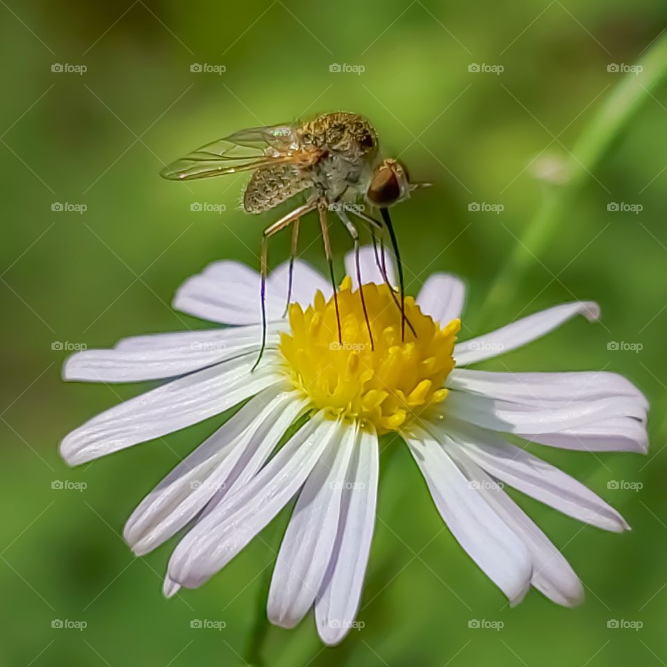 Macro of a tiny insect feeding on nectar from a tiny wild flower