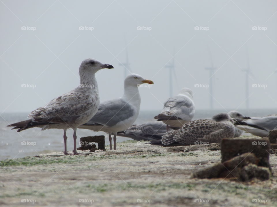 Seagulls