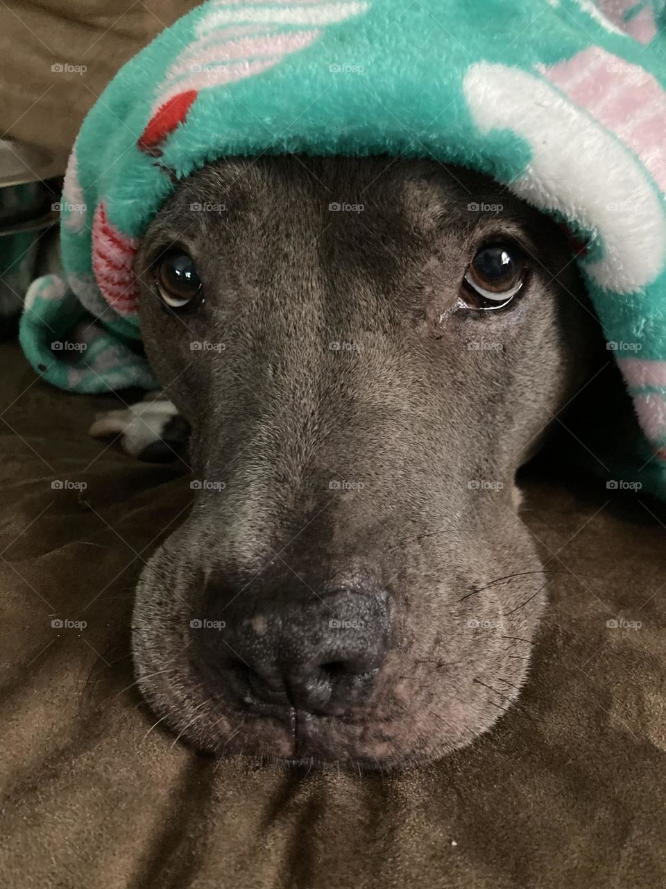 Beautiful dog in a blanket 