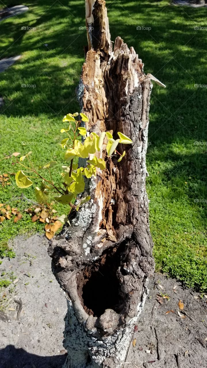 New life of tree
