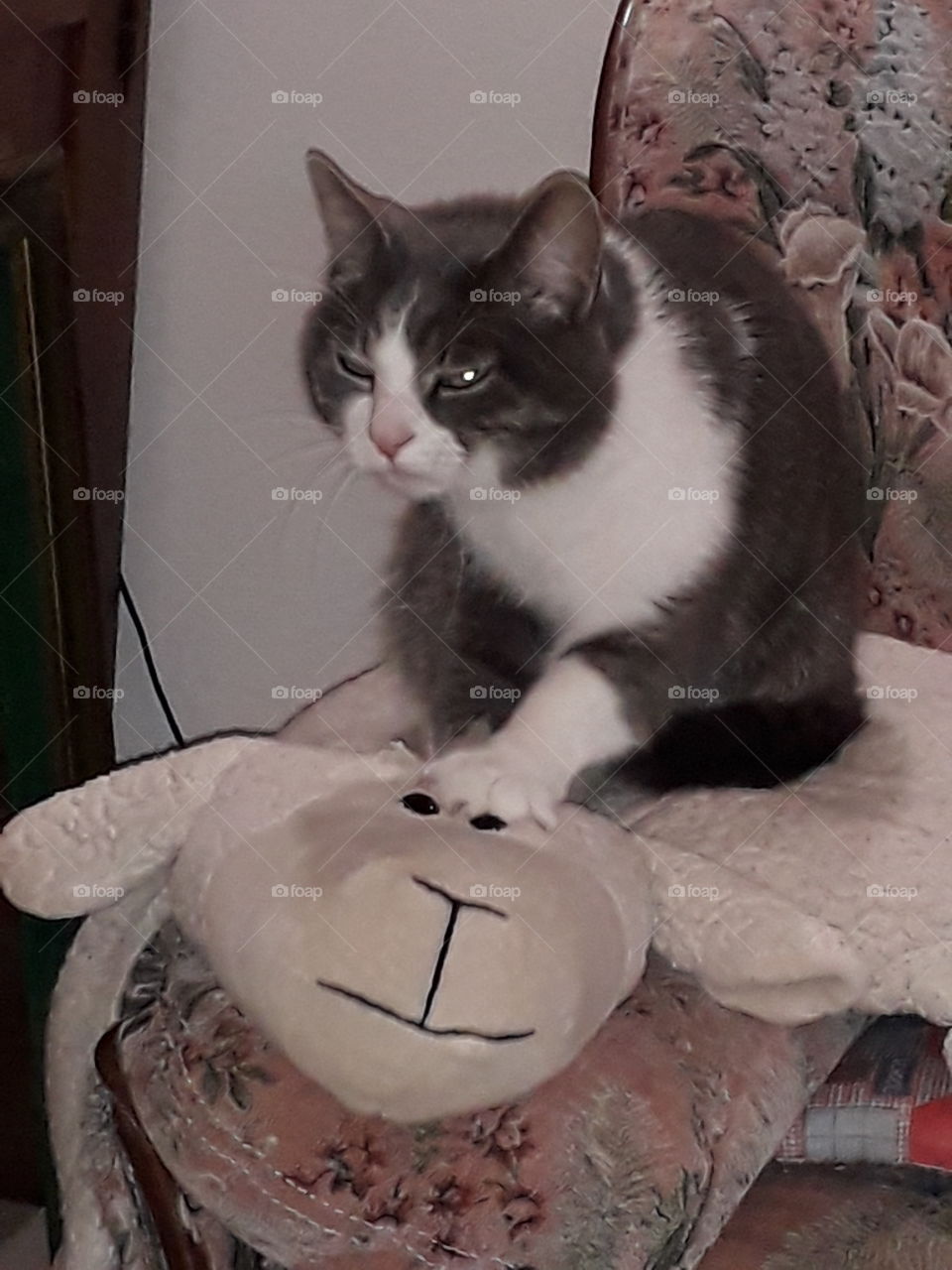 cat on a comfortable pillow