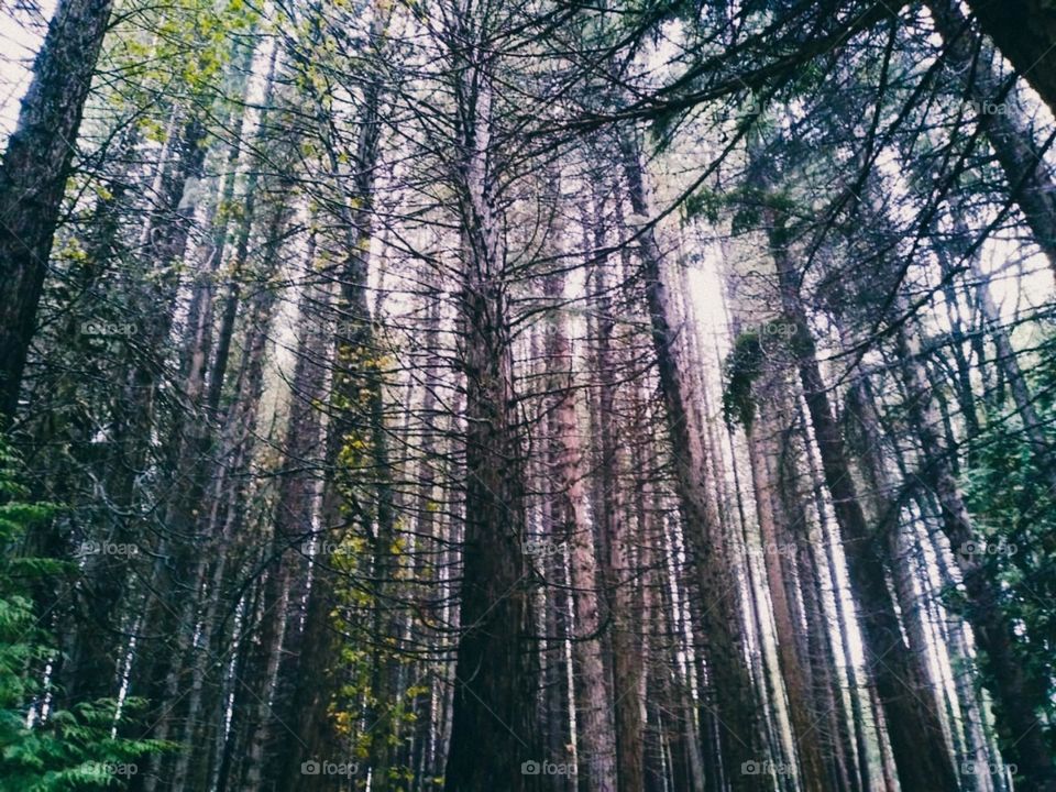 Bosque en Ushuaia