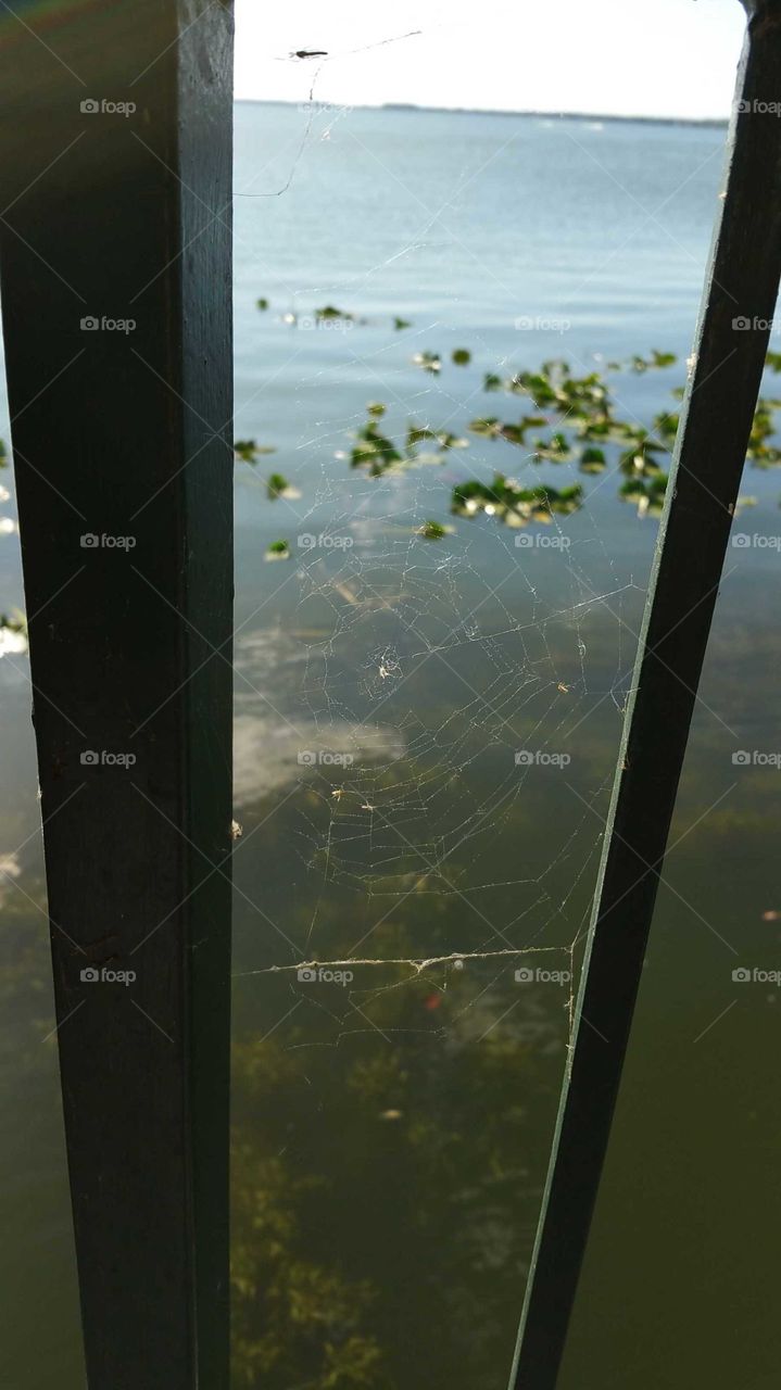 Spider Web at Lake on Railing
