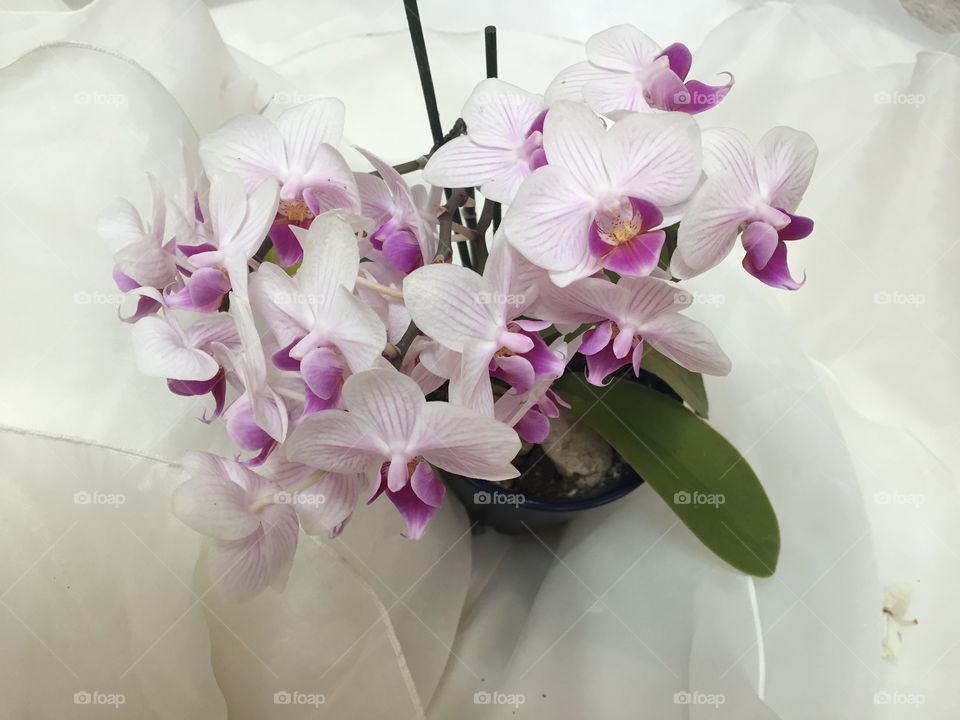Close up of my bridal bouquet orchid in full bloom on my wedding dress. 