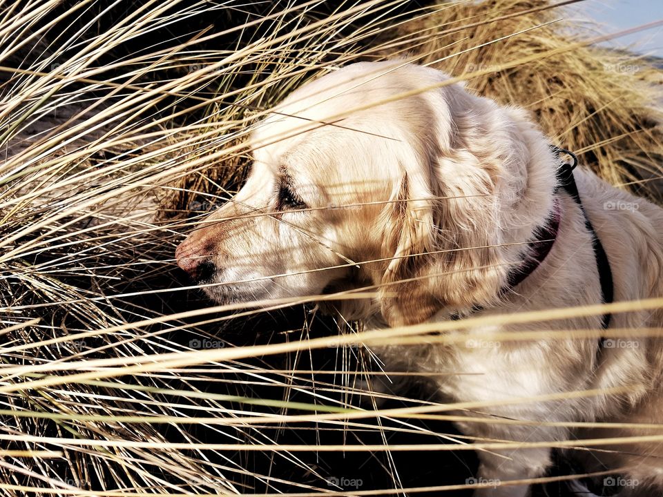 Goldenretriver dog