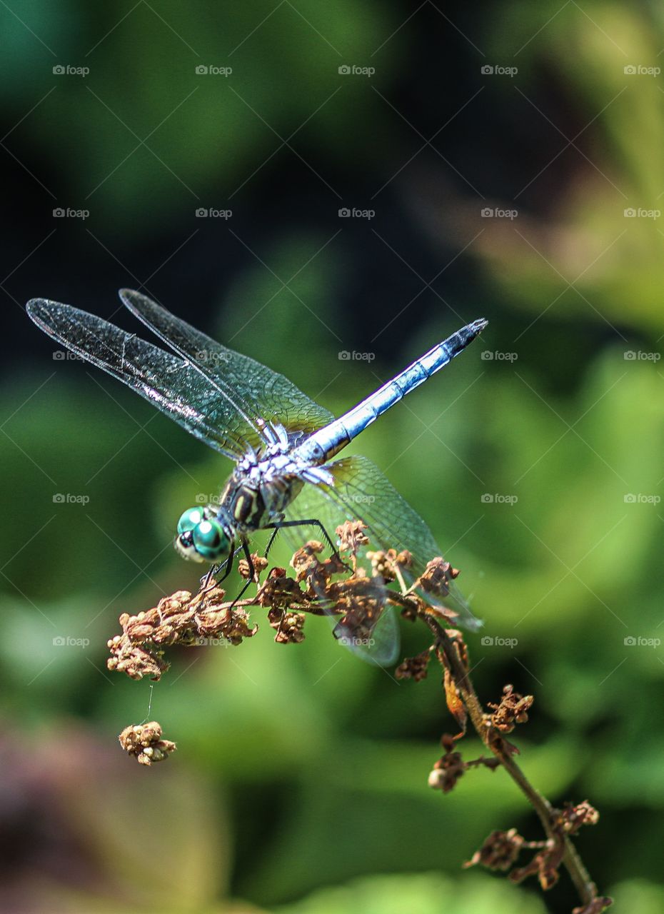 Dragonfly shower