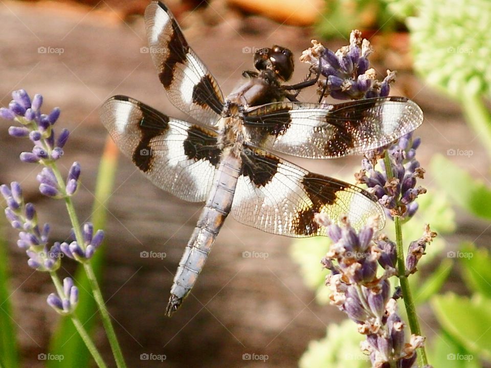 Dragonfly resting on lavender bloom.