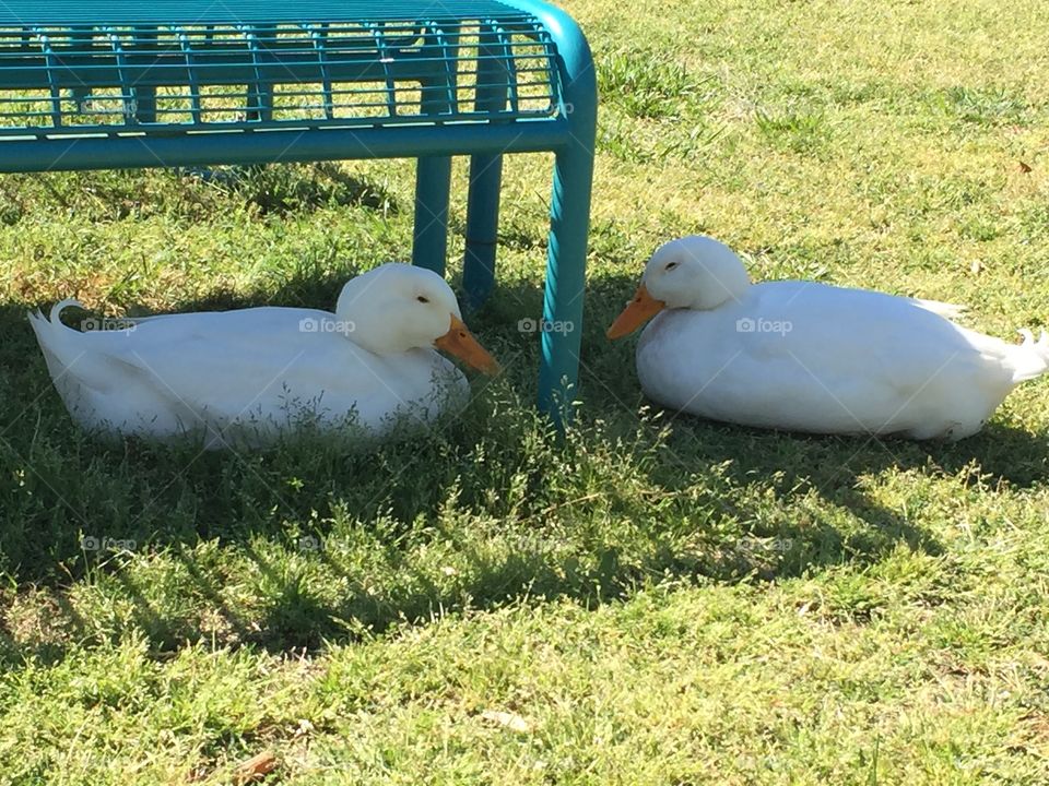 Ducks 