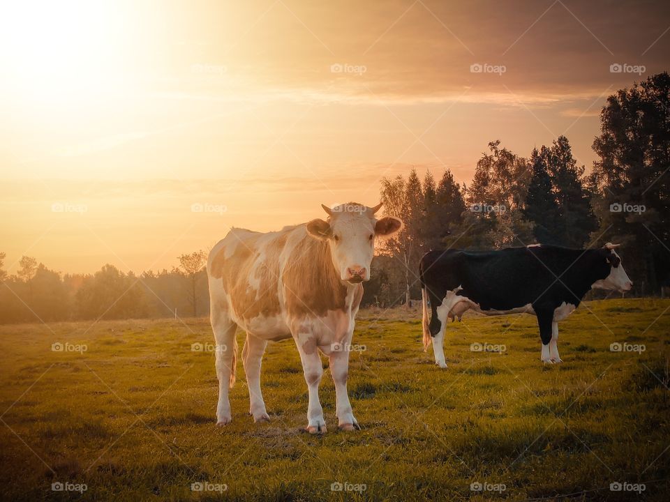 Rural