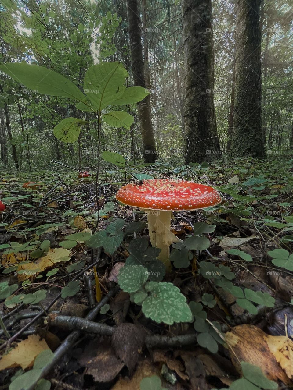 Summer forest panorama with mushrooms 