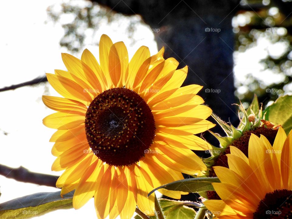 Sunflower with sun behind it 