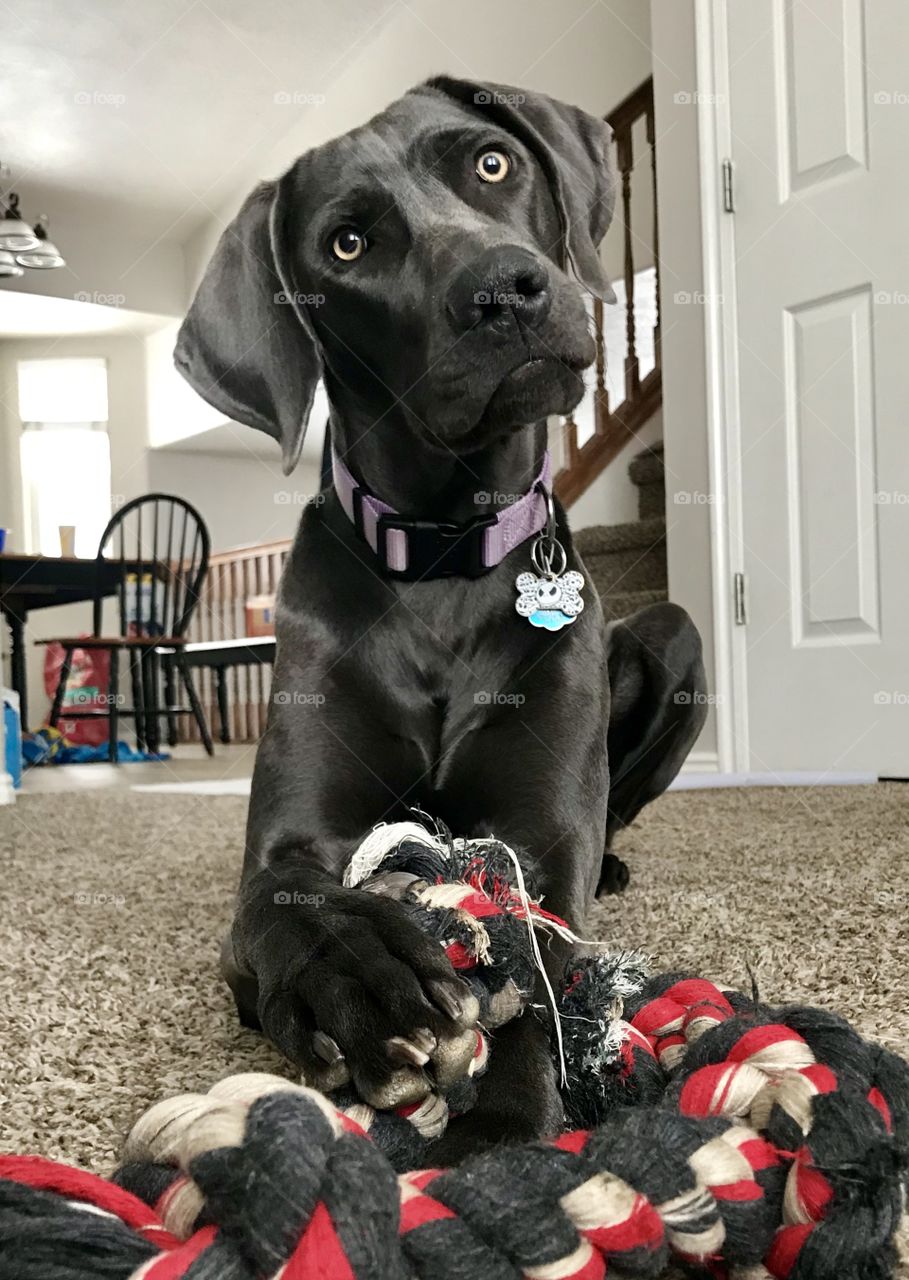 Play with me?