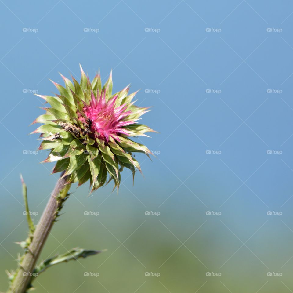  Thistle on a summer day