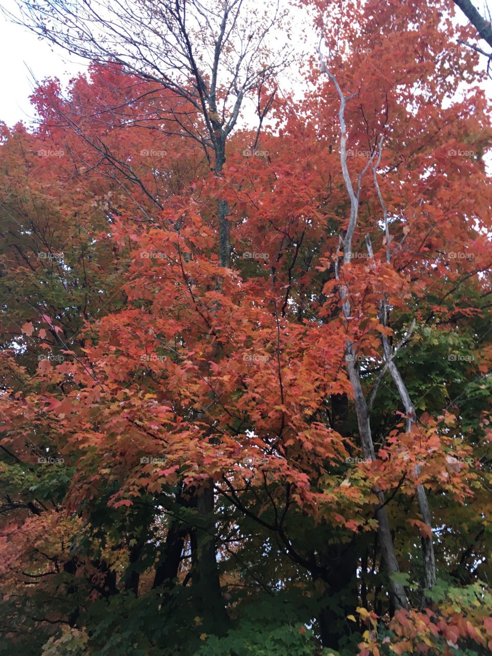Crisp Autumn Color