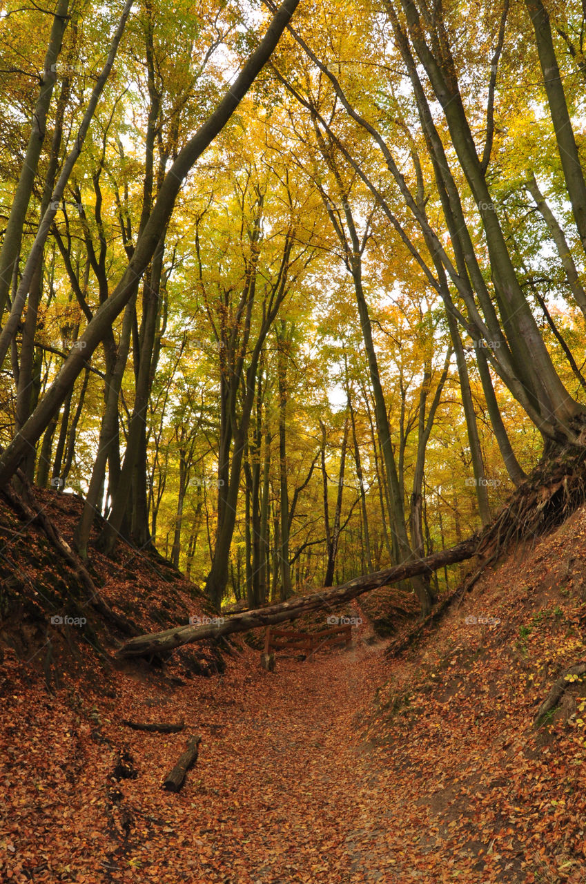 Wood, Leaf, Tree, Fall, Nature