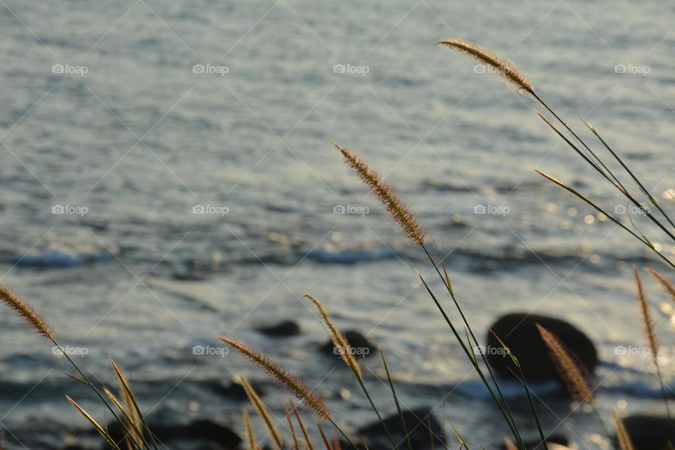 Native grass at sea side