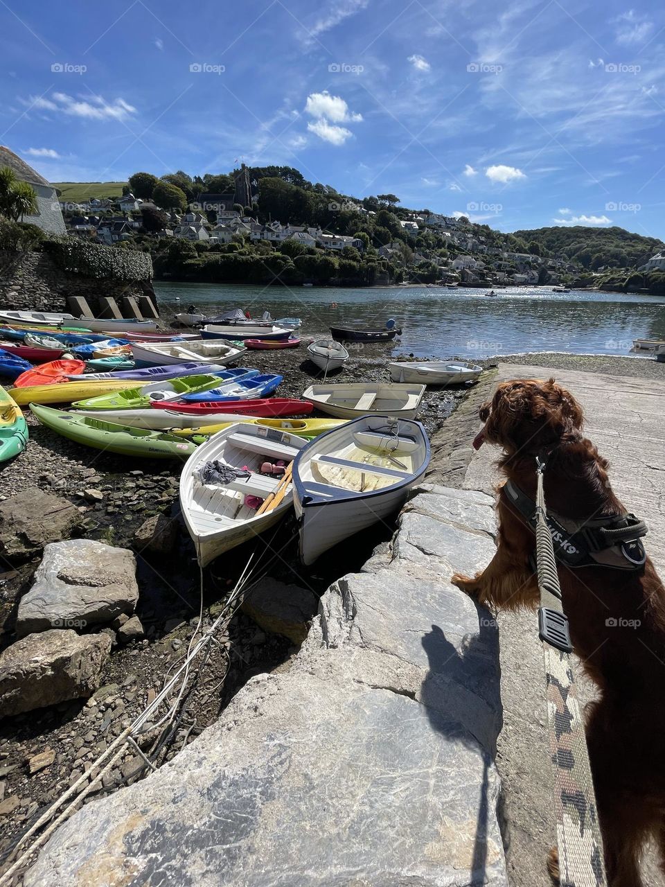 Quinn pausing to have a little rest whilst admiring the colourful boats 🐶