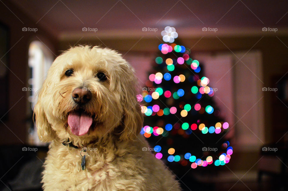 Christmas Pup. My puppy at christmas time!