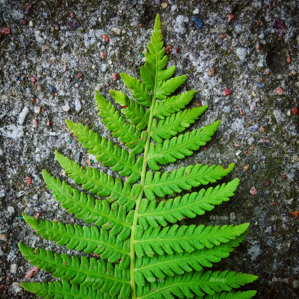 Green fern