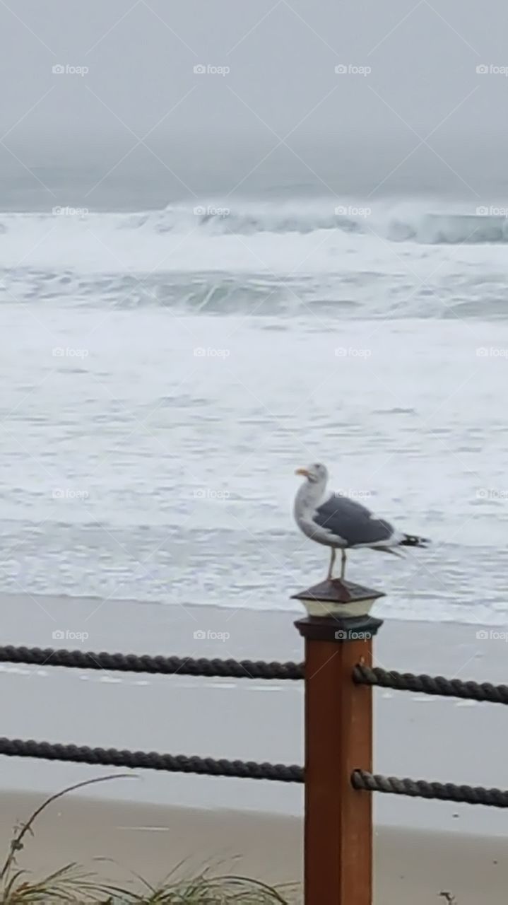 Sea Gull In A Storm