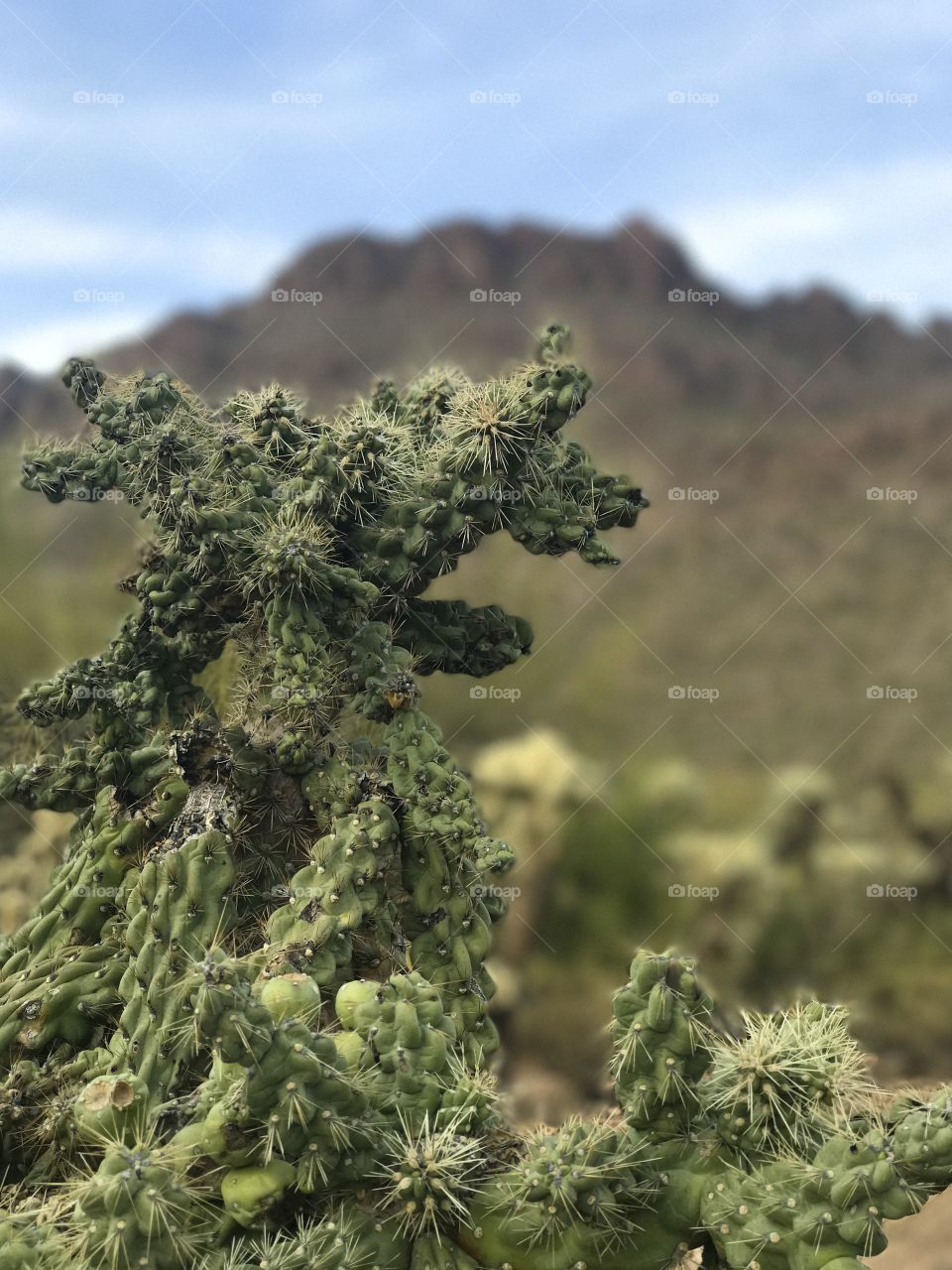 Nature - Desert Landscape 