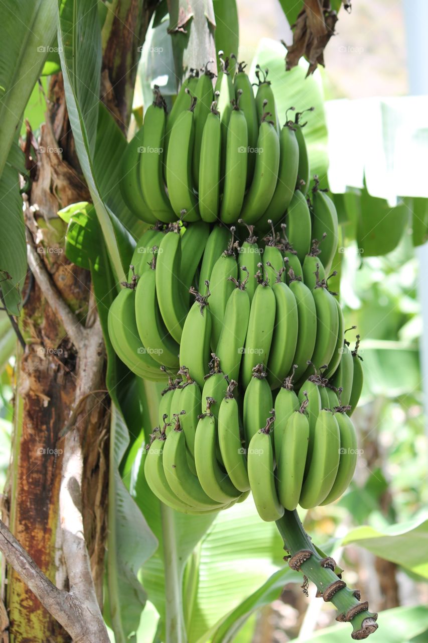 Green bananas. Bunch hanging on the tree crop