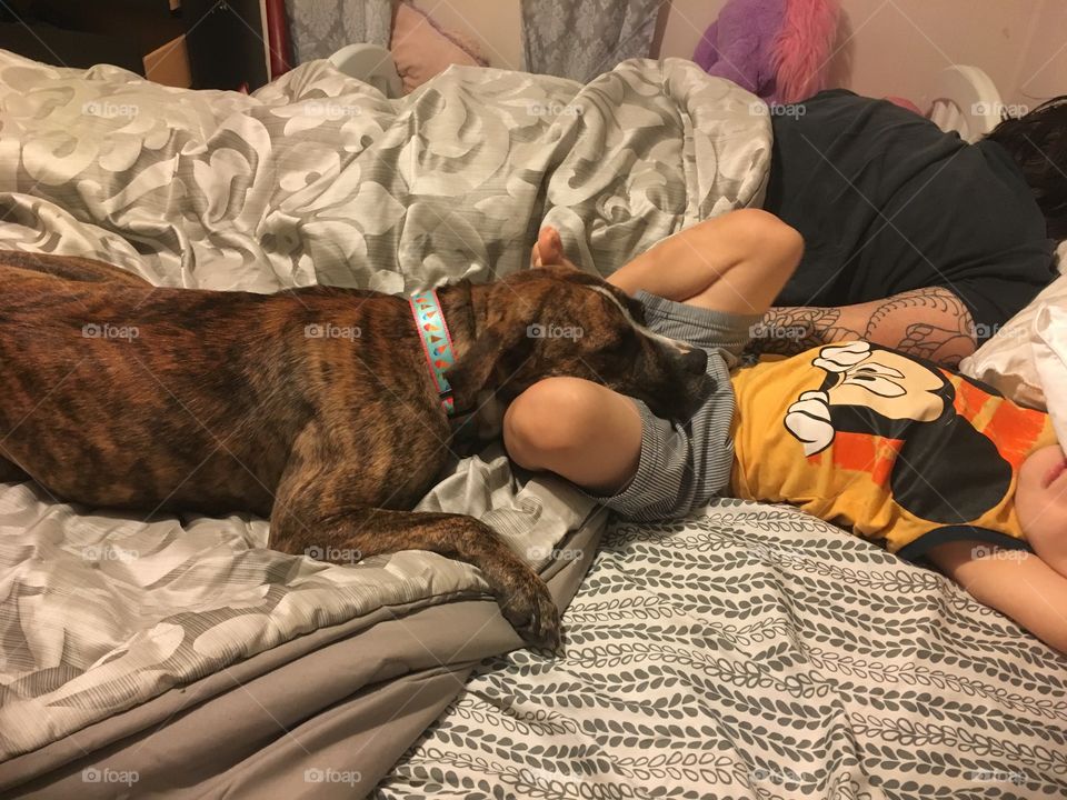 Dog laying with her favorite boy