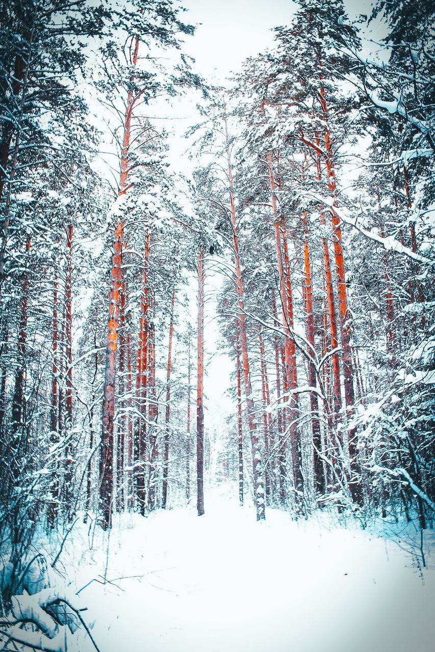 Snowy forest, as if from a fairy tale