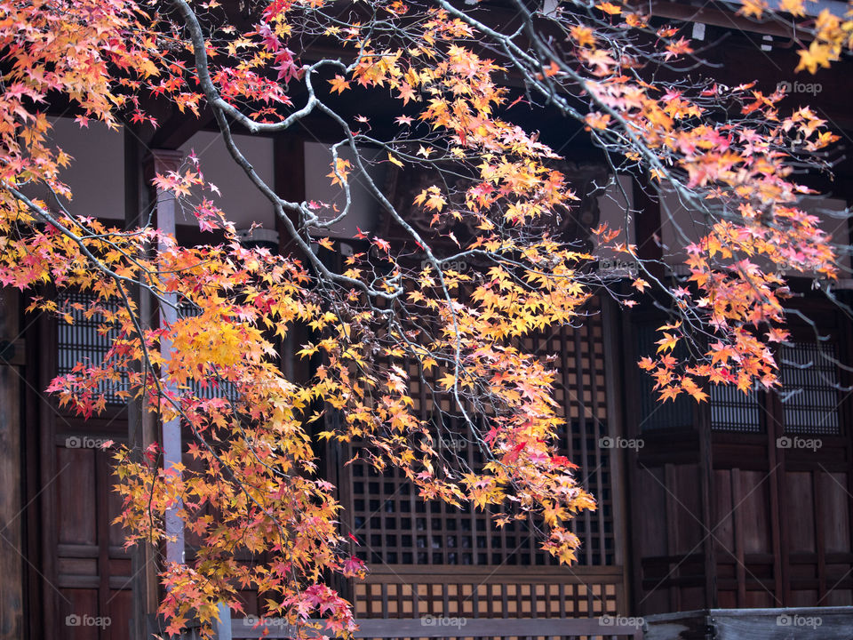 Autumn Leaves Japan