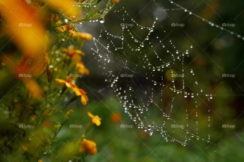 Raindrops on the web