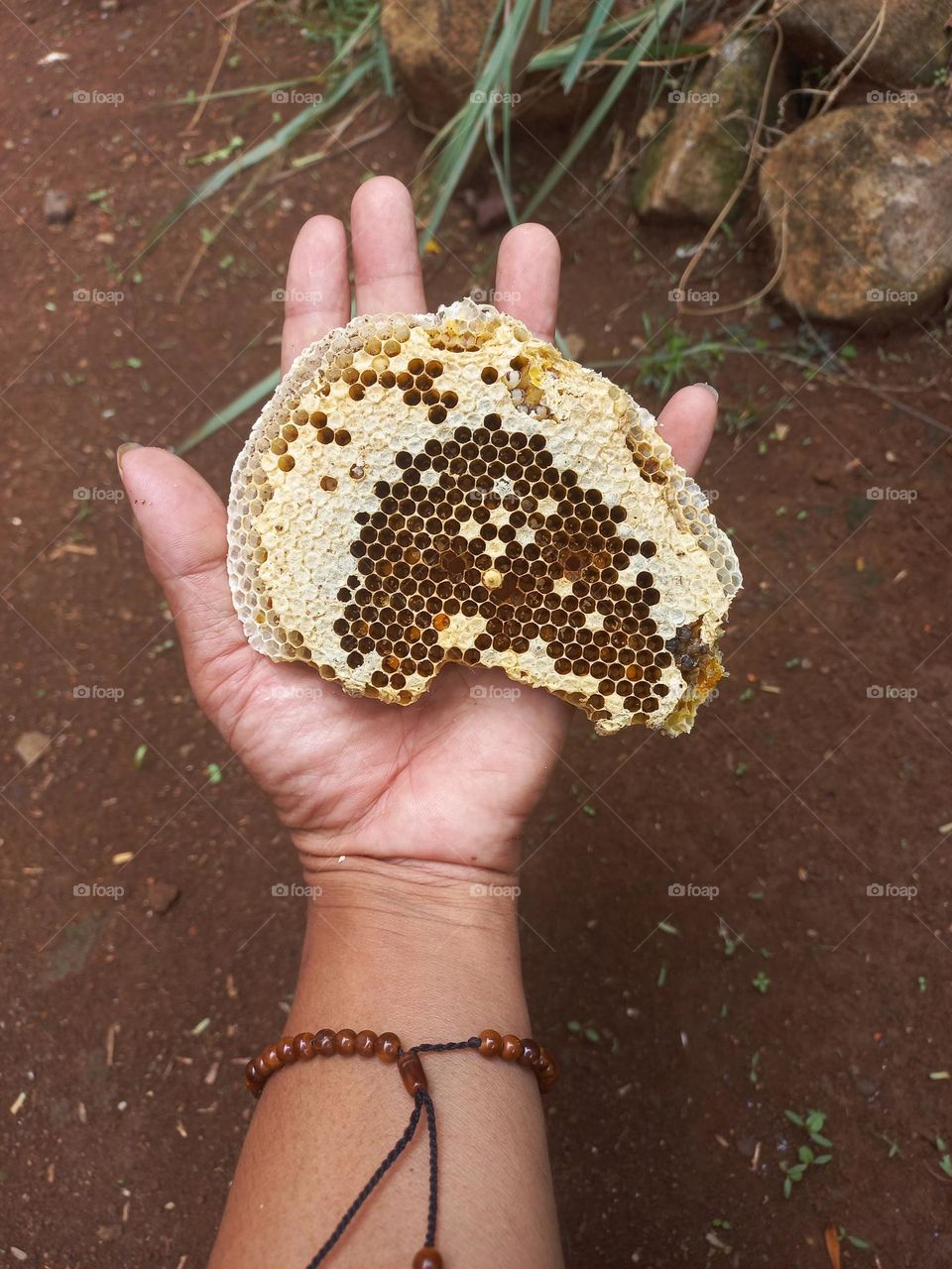 Wasp nest in the palm of the hand