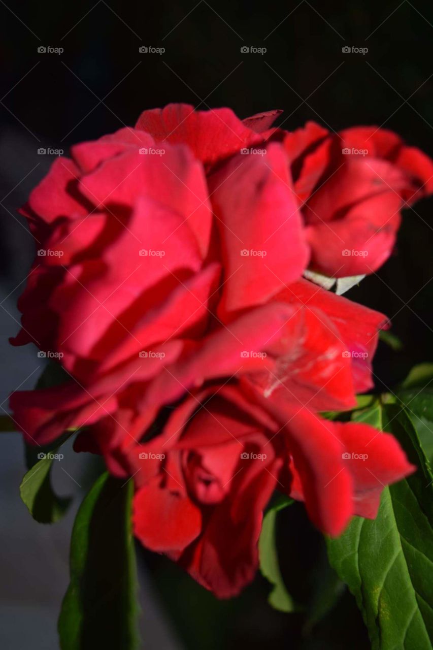 Red Roses