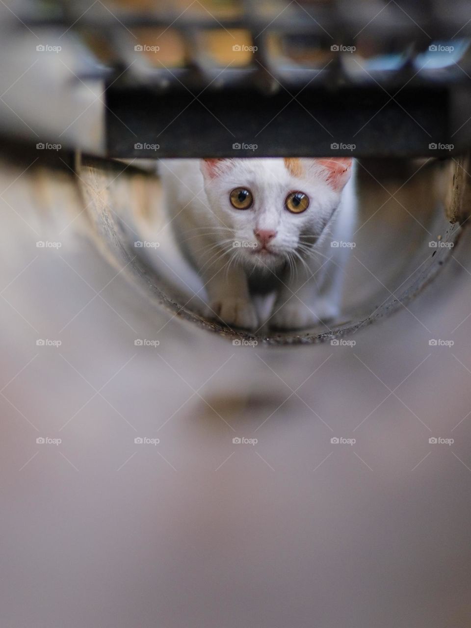 Potrait of cute local domestic cat while playing at outdoor park. Front view looking at the camera.