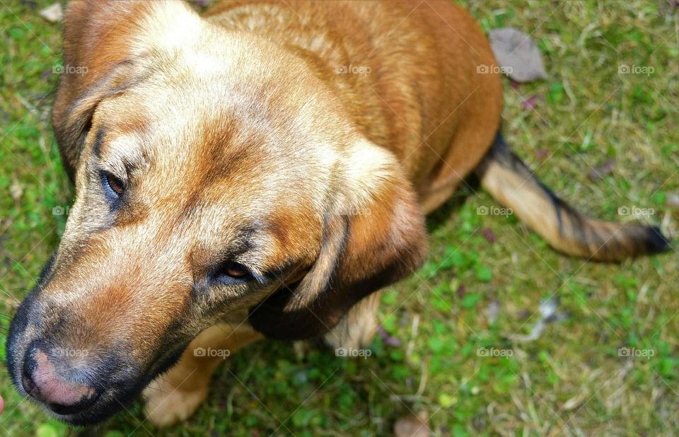 High angle view of dog