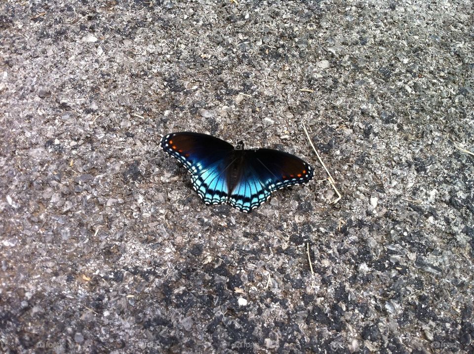 Bright blue butterfly contrasted against a grey asphalt ground. 