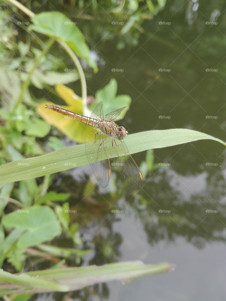 Dragonfly