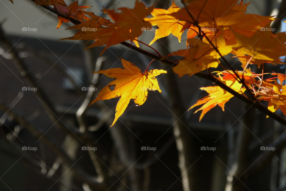 Autumn leaves