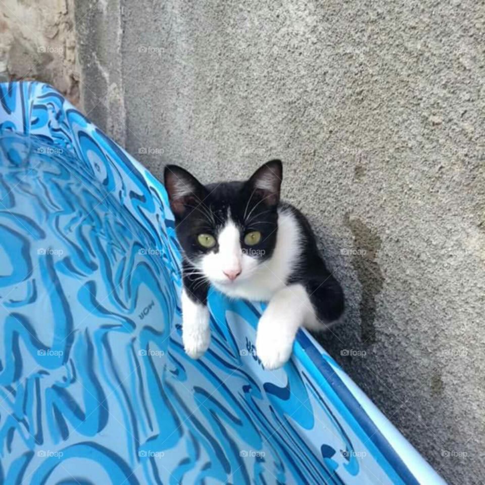 Gato na piscina no verão