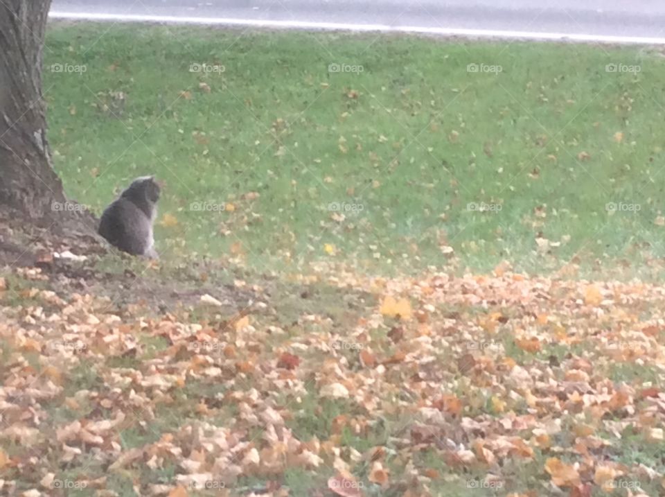 Fluffy gray cat by tree