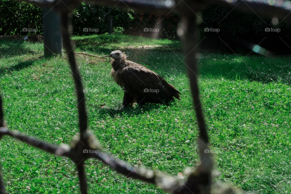 Vulture standing on grass close-up