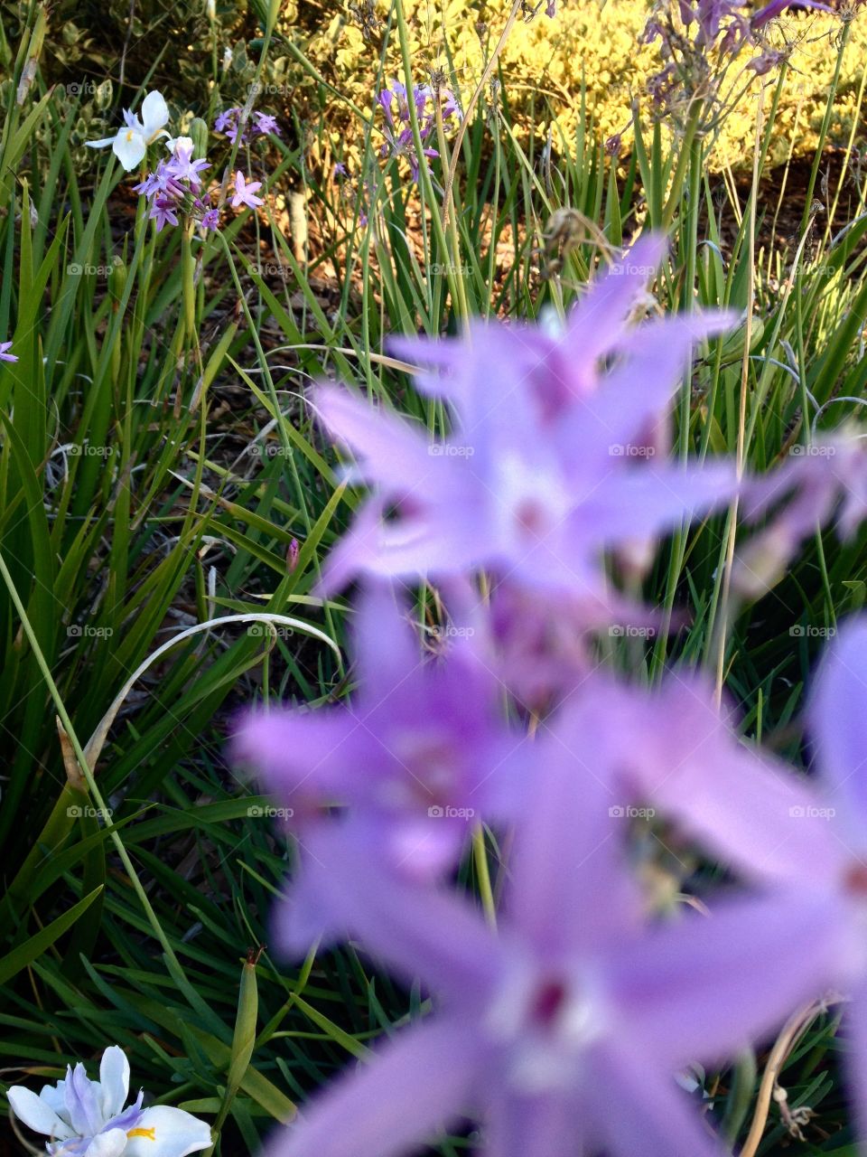 Depth of field little purple flowers