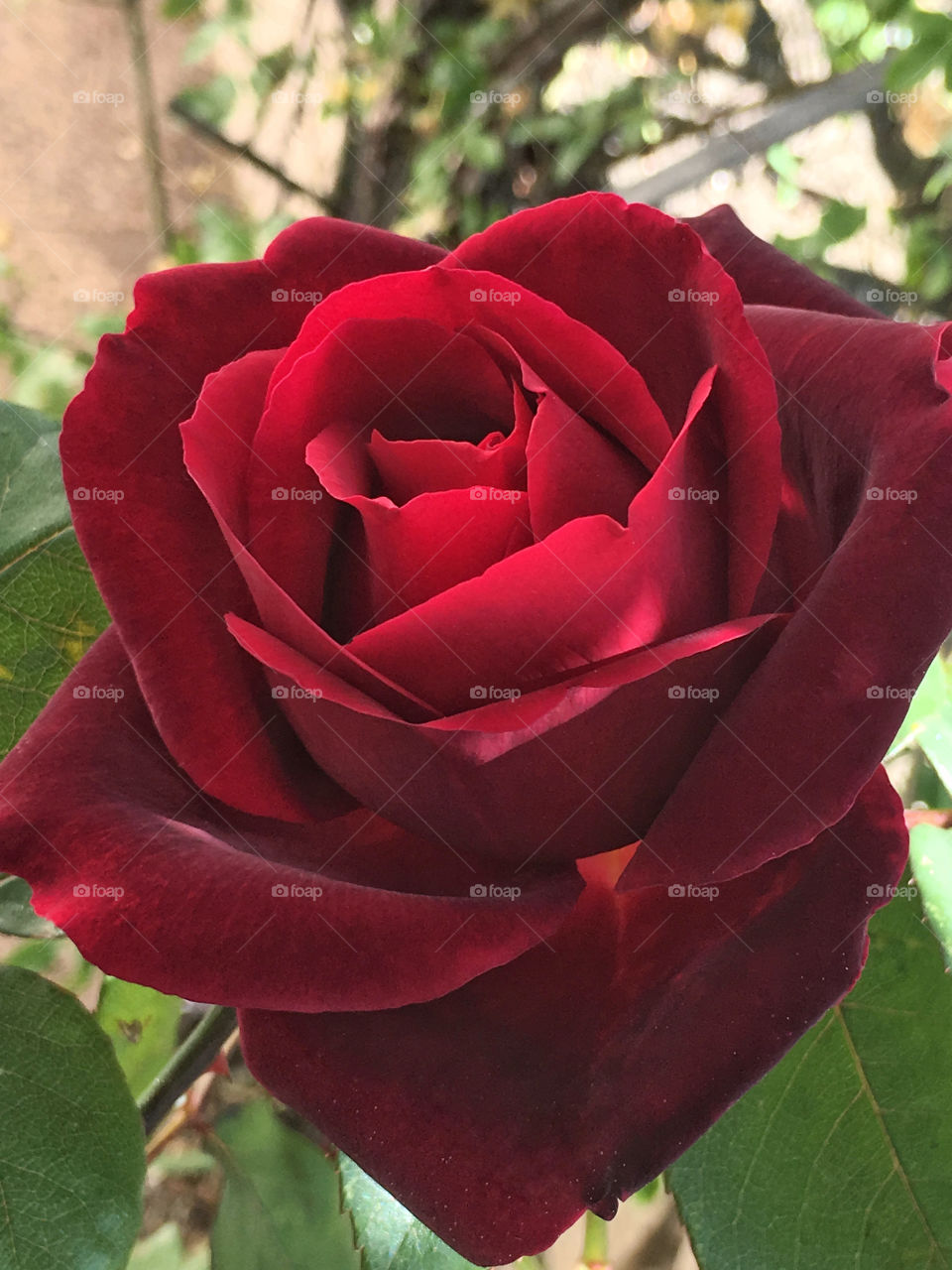 Red rose, flower