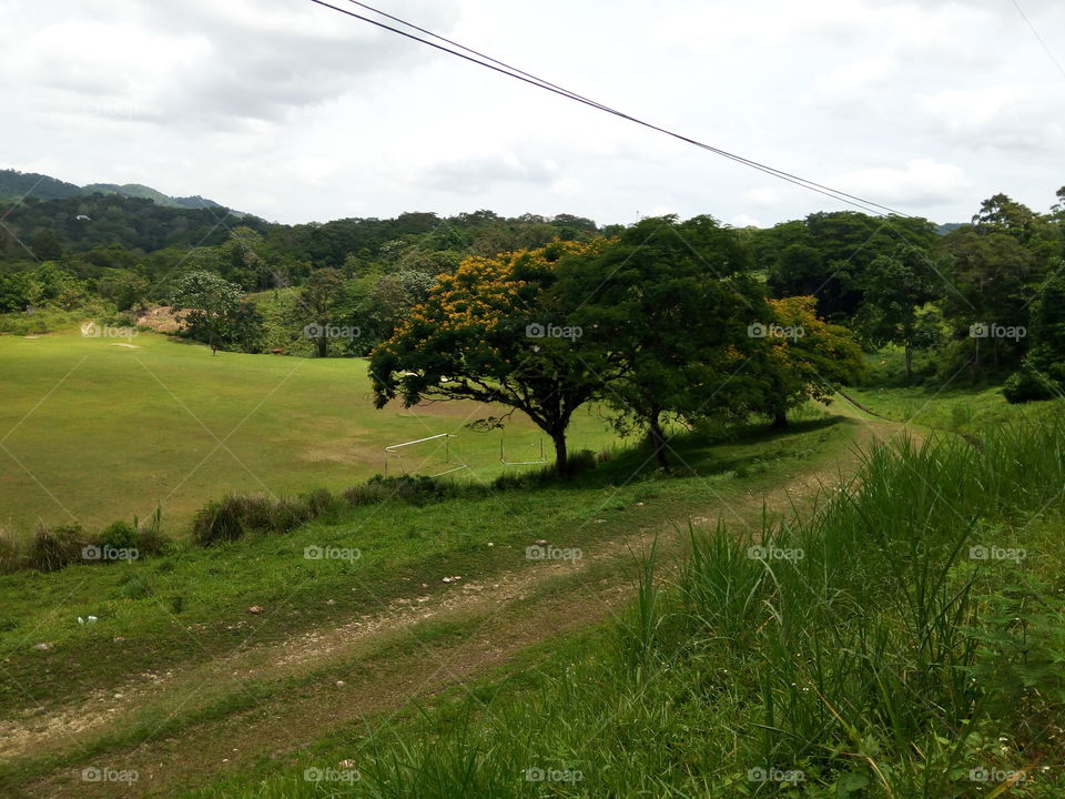 sunny meadow tropical bliss