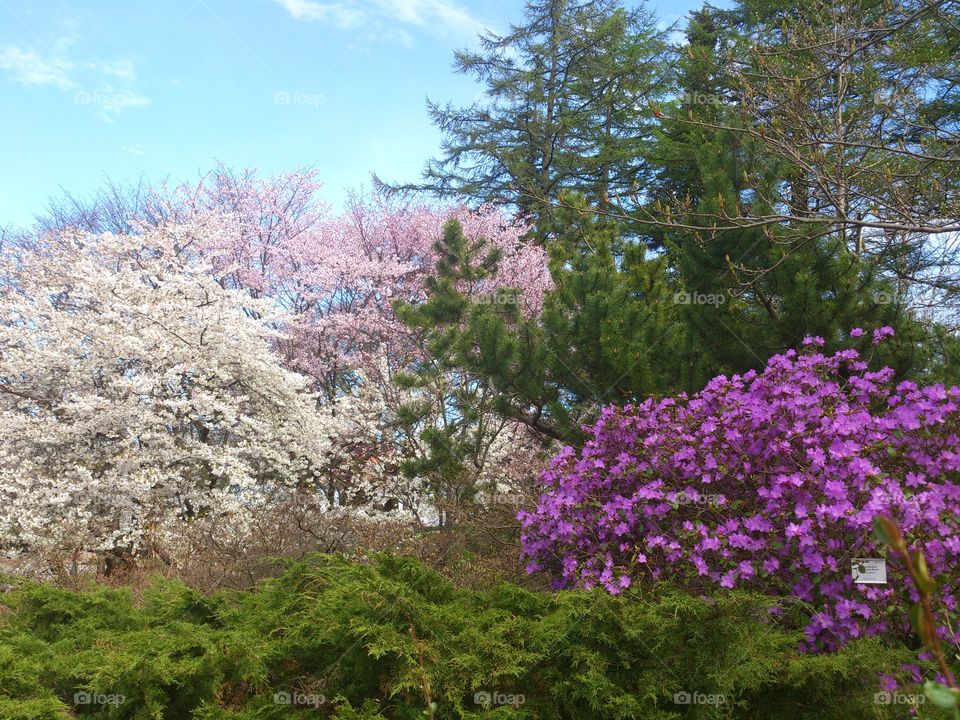 Spring trees blossom