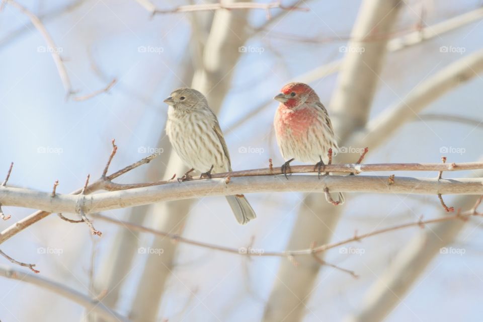 Precious house finch pair!! 