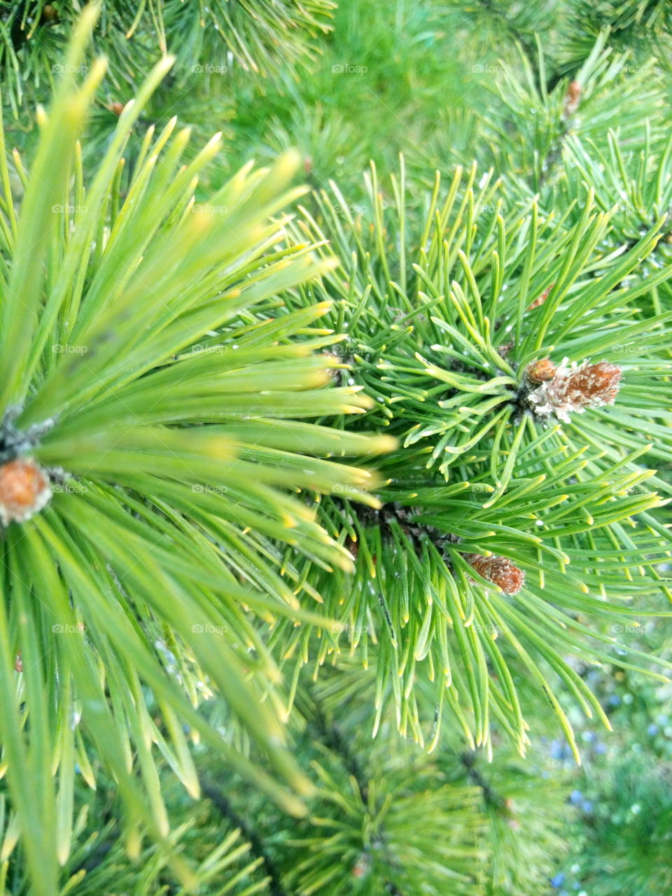pine, shrub, conifer