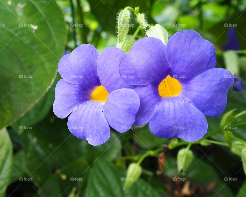 Bengal clockvine Purple flowers with yellow center against a green background
