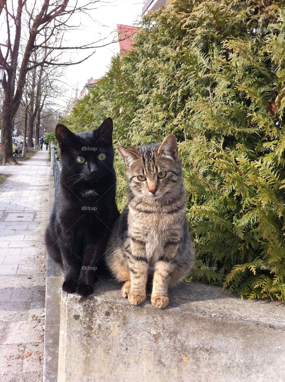 Cats on a street