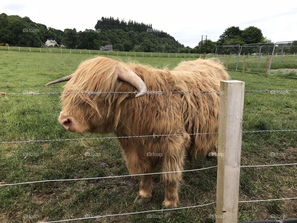 Hairy cow